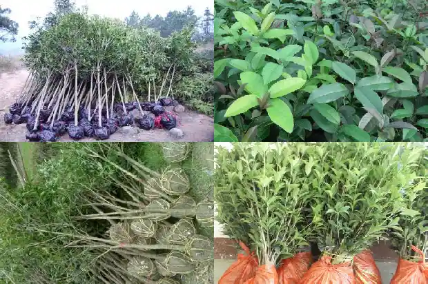 六年桂花树拆迁补偿多少钱一棵1686791060273