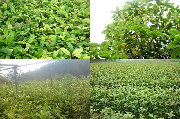 桂花树六年苗多粗能结果1686791072532