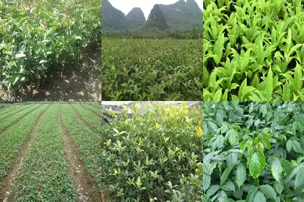 桂花树六年苗多粗能结果1686791072579
