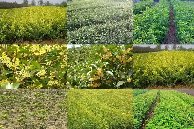 桂花树六年苗多粗能结果1686791072626