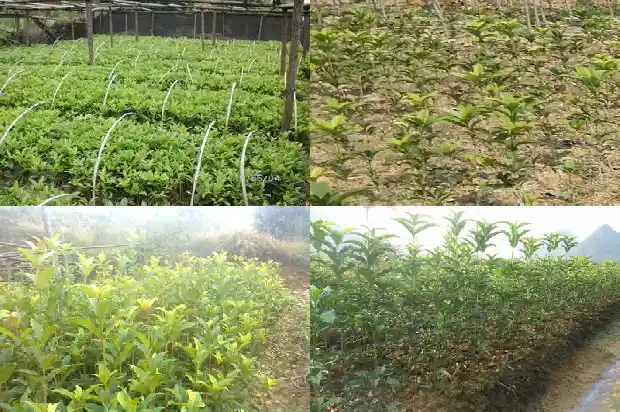 桂花苗种植技术98 成活率多少1686791082662
