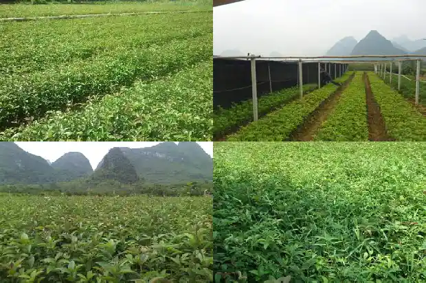 桂花苗种植技术98 成活率多少1686791082710