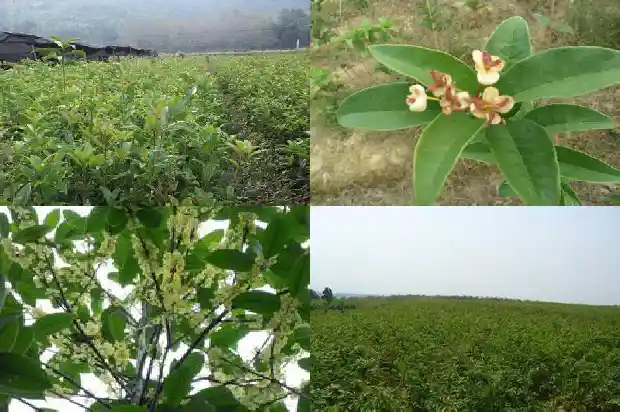 盆栽桂花多少钱一株1690331974517