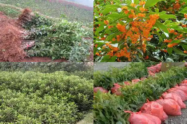 桂花苗种植多久开花啊1686791090293