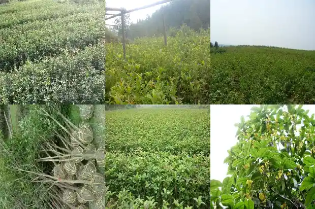 桂花苗种植时间和温度1686791102332