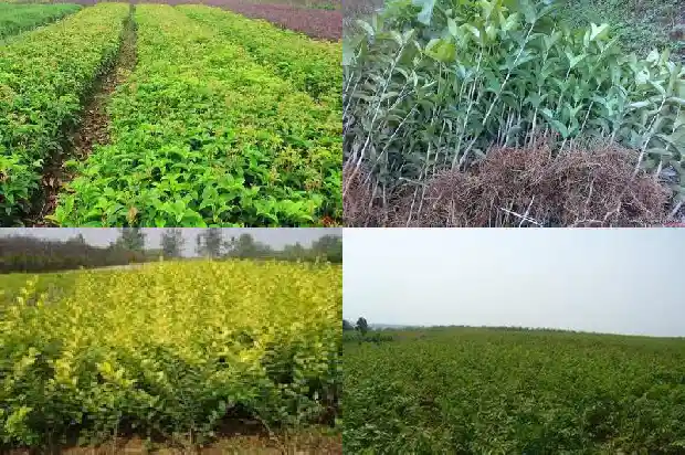 桂花苗种植时间和温度1686791102380