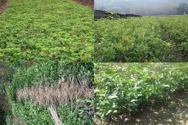 桂花苗种植时间和温度1686791102428