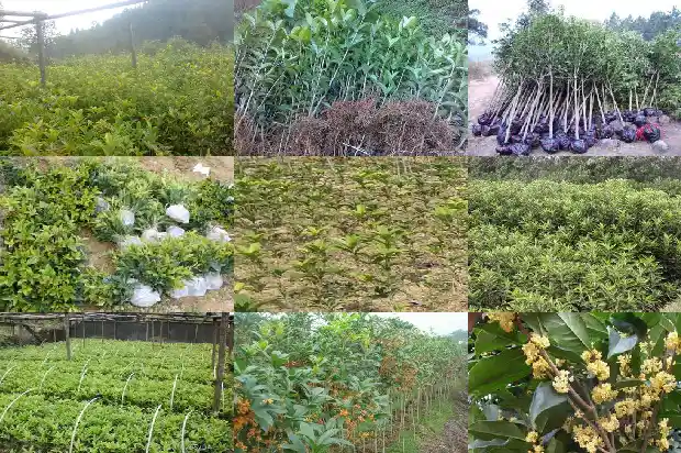 桂花苗种植技巧资料书1686874182701