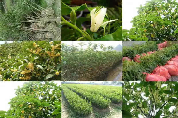 桂花苗种植技巧资料书1686874182748