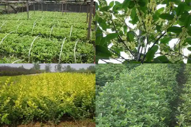 桂花苗种植技巧资料书1686874182795