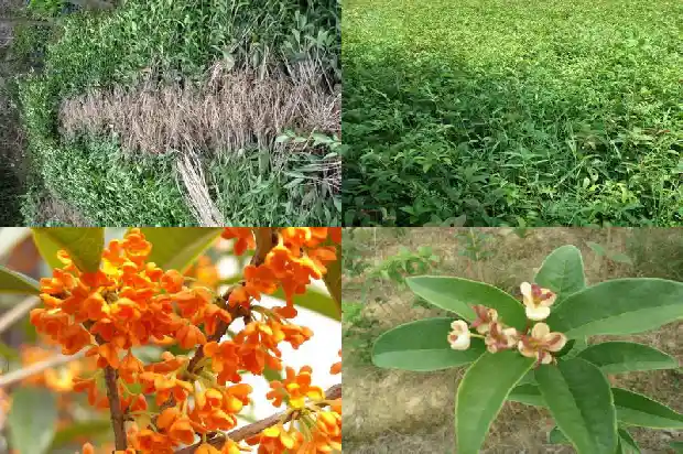 桂花苗种植基地在哪里1686874227166