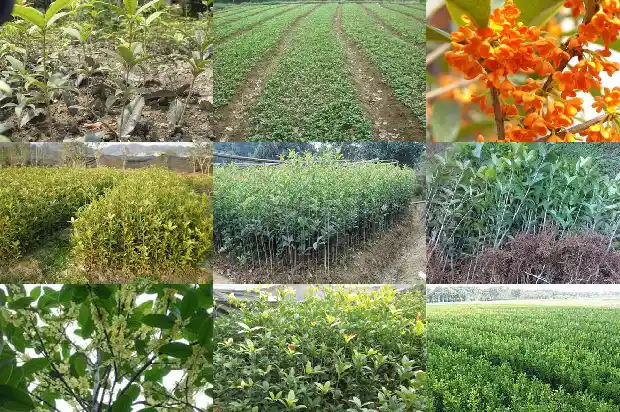 桂花苗种植基地在哪里1686874227257