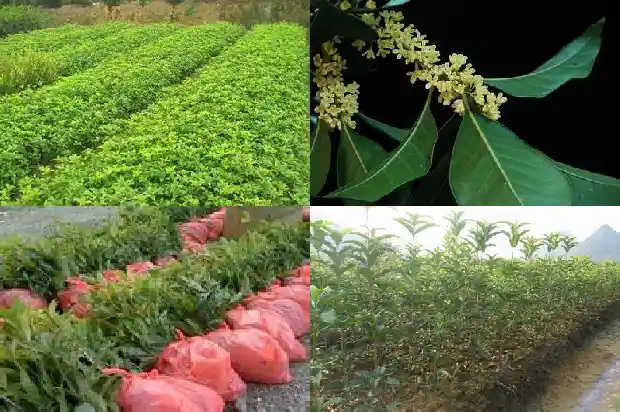 桂花可以剪枝种植吗1686874278517