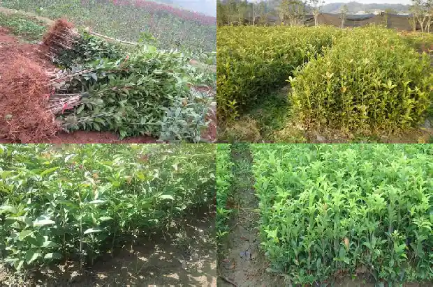 桂花可以剪枝种植吗1686874278565