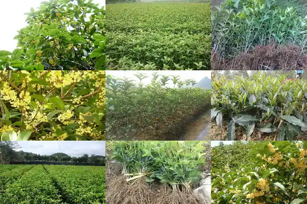 四季桂花小苗几年开花啊1686874311447