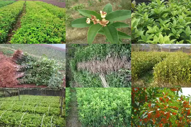 四季桂花小苗批发多少钱1686874340968