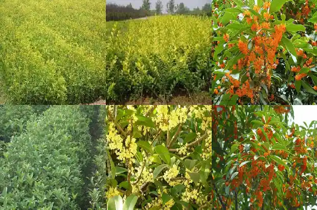 四季桂花小苗批发多少钱1686874341016