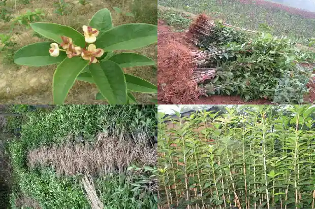 四季桂花小苗底下的叶子发黑怎么办1686874368465