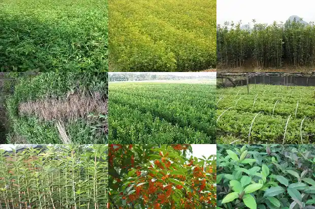 四季桂花叶片尖变黑1686874398135