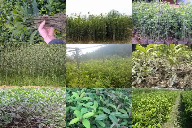 四季桂花叶片尖变黑1686874398230