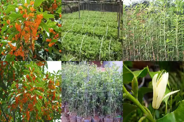 桂花的食用和药用价值有哪些1689313496973