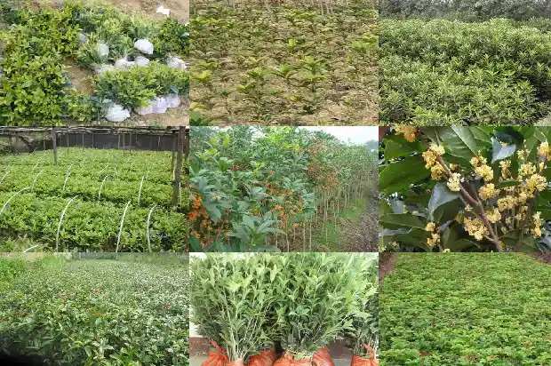 盆栽桂花新叶发黑1686874429659