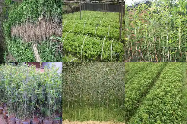 盆栽桂花新叶发黑1686874429707