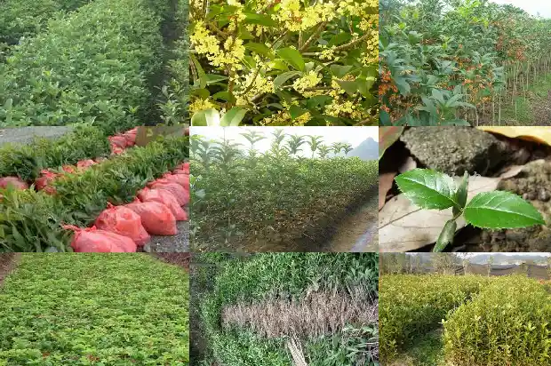 盆栽桂花新叶发黑1686874429754