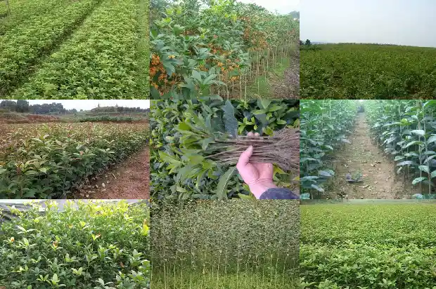 四季桂花小苗那里有卖的1686874456567
