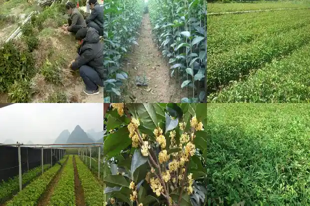 四季桂花小苗那里有卖的1686874456615