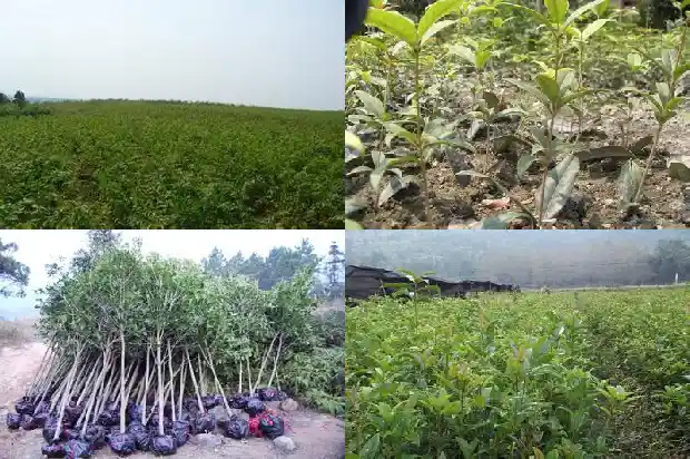 四季桂花小苗那里有卖的1686874456663