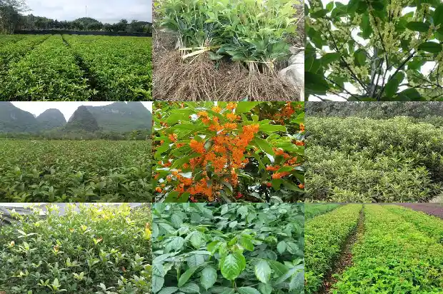 新买的四季桂花怎么换盆1686874477455