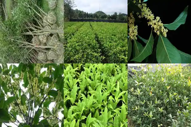 新买的四季桂花怎么换盆1686874477503