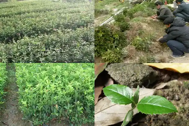 桂花盆栽换盆1686874495009