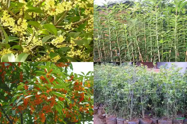 四季桂花树苗基地在哪里1686874510711