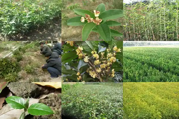 桂花苗盆栽的养殖方法和技术1686874530443