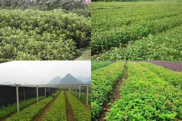 桂花苗盆栽的养殖方法和技术1686874530491