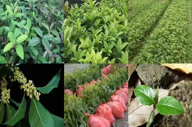 桂花苗盆栽用什么土壤1686874549988