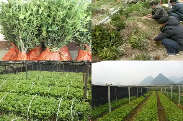 桂花苗用什么土最好1686874569579