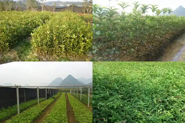 桂花苗用什么土最好1686874569625