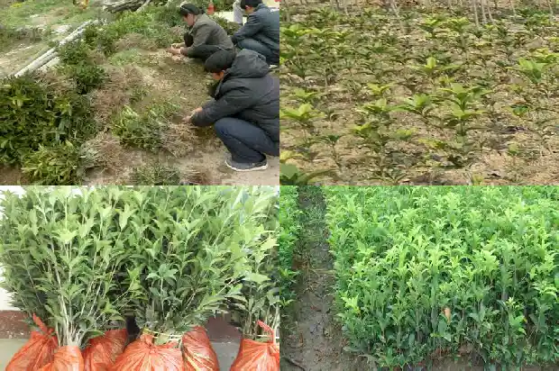 桂花苗用什么土最好1686874569670