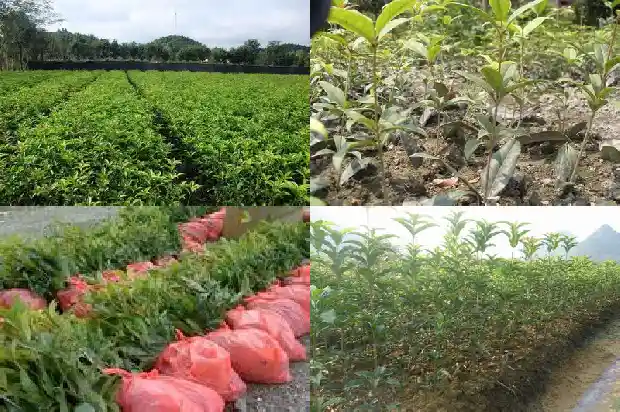 桂花苗用什么土最好1686874569716
