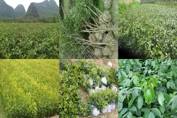 桂花盆栽好养活吗1686874588227