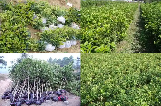 桂花苗盆栽种上多少天可以晒太阳呢1686874608100
