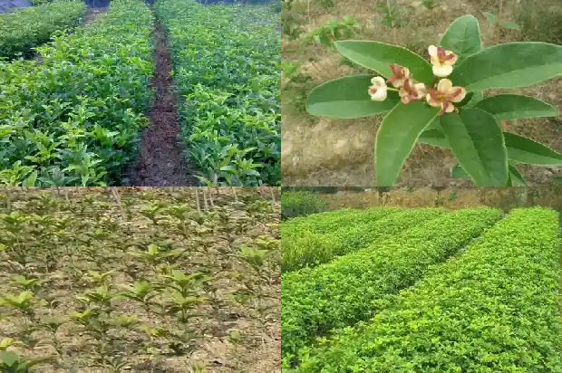 新移栽桂花什么时候能日晒吗?1686874629882