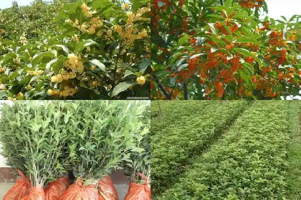 桂花树怎样嫁接成活率高1690417966301
