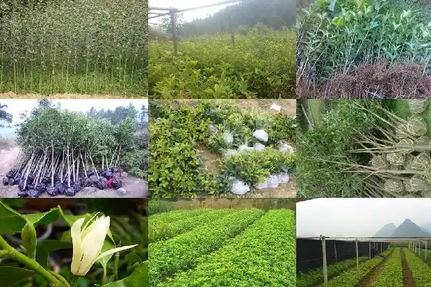 桂花容器苗1686874667441