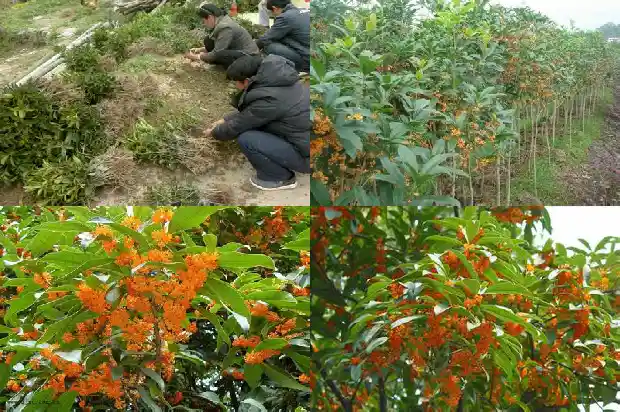 地栽桂花怎样套袋1686874687280