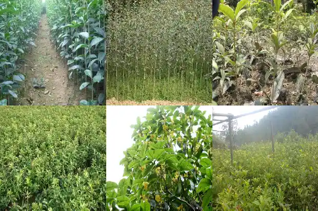 地栽桂花怎样套袋1686874687328