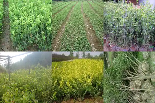 什么桂花树香味最好闻1688861704884